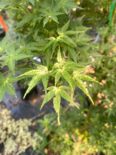 Acer palmatum 'Shiro' - mapleridgenursery